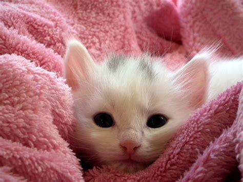 cute cat free image|More.